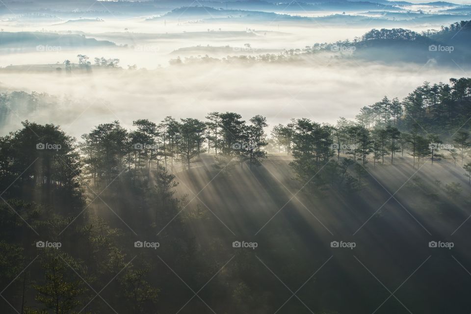 Sunshine through foggy pine trees