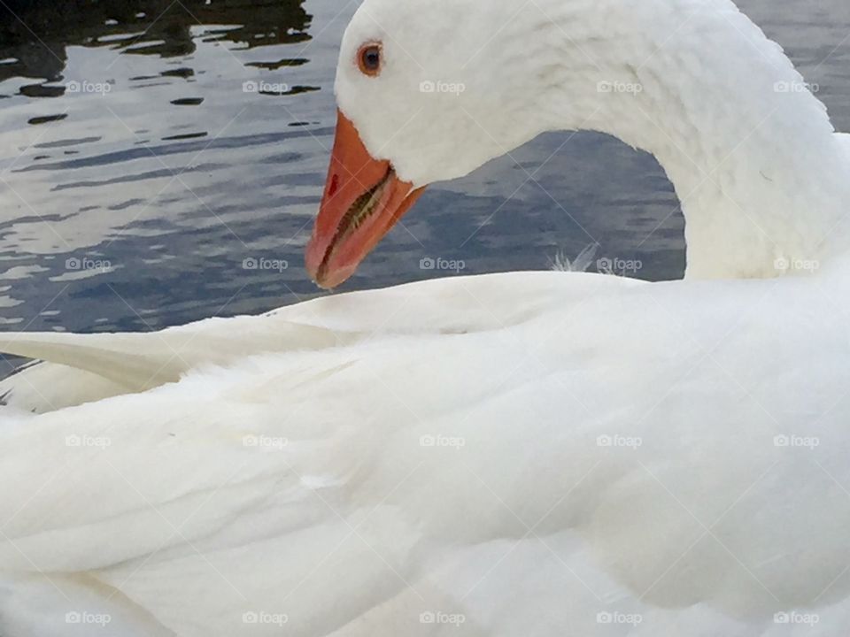 Favorite beautiful white goose 