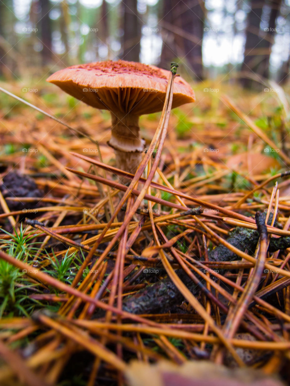 Close-up of mushroom