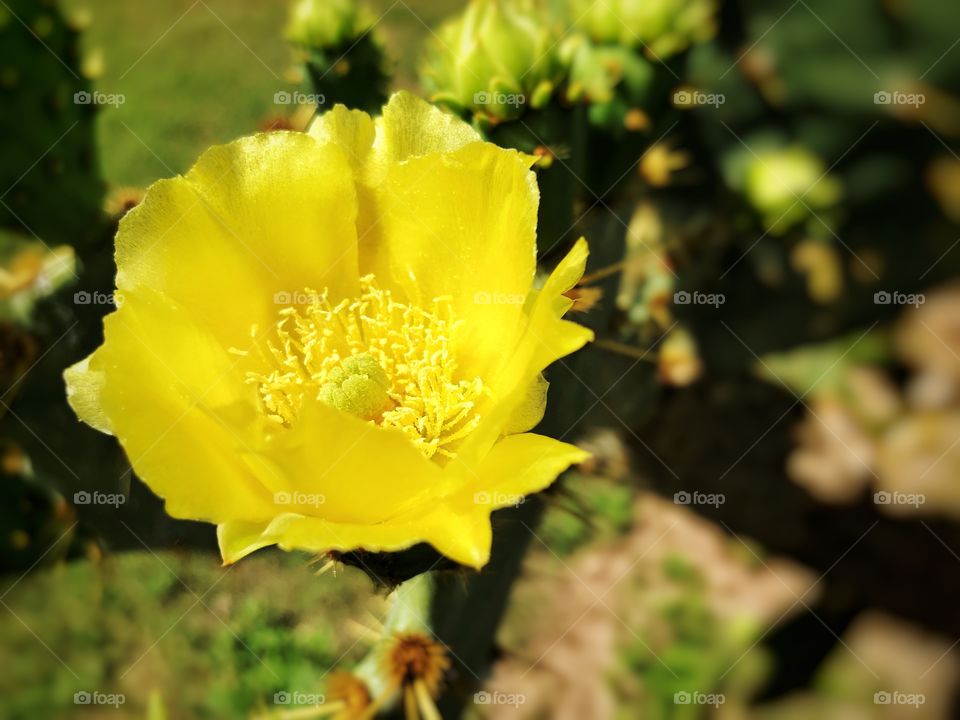Yellow cactus flower on spring sunny morning 