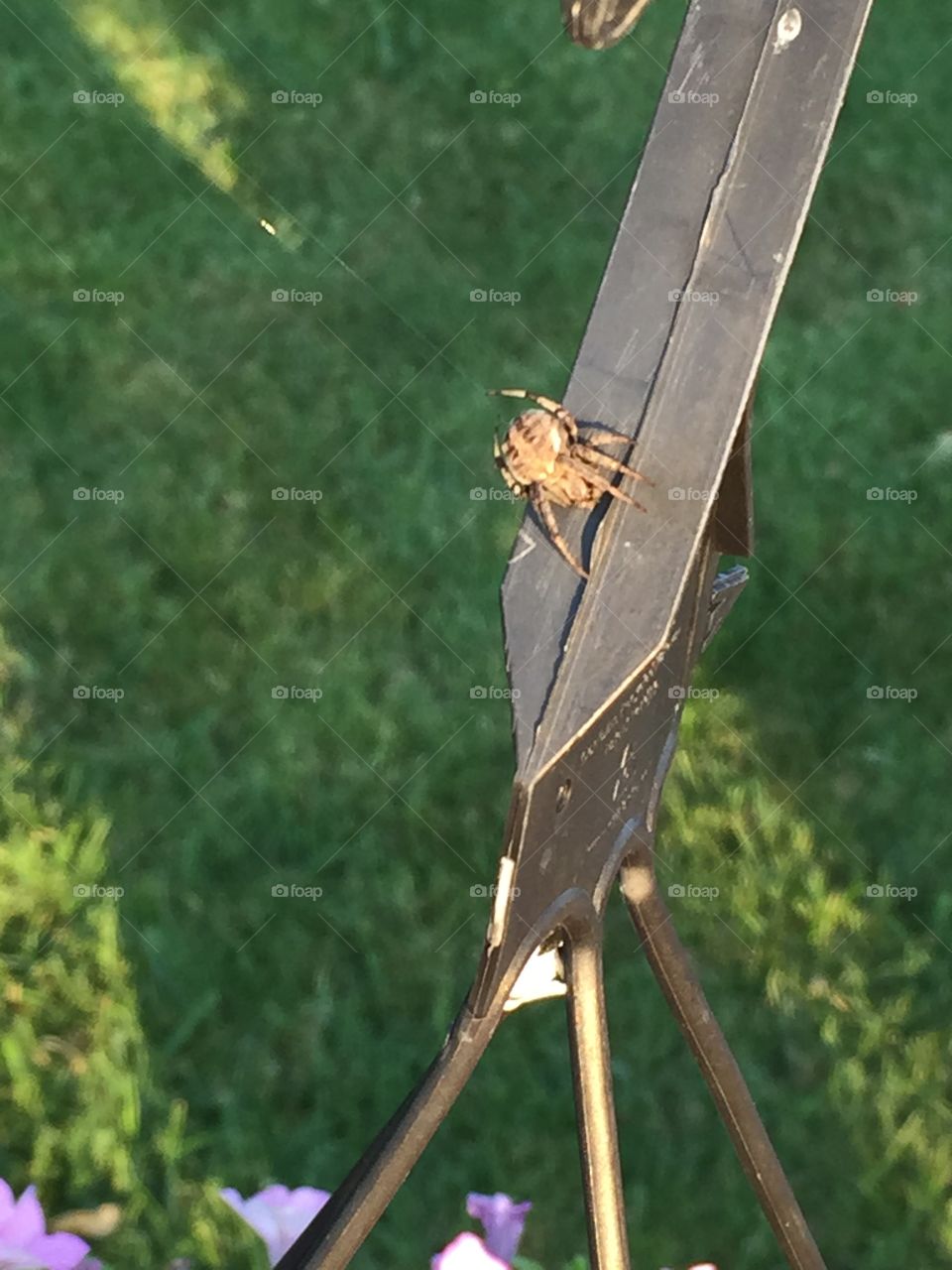 Garden Spider close up 