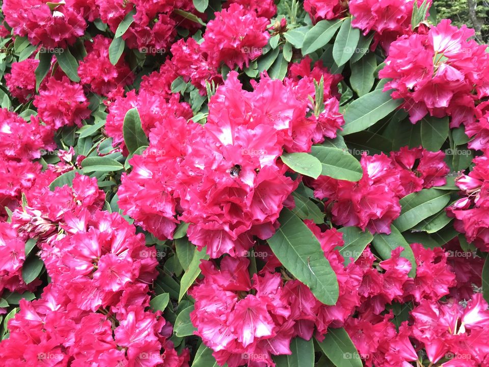 Flowers shown here at there crimson best, they look good enough to eat these blooms.