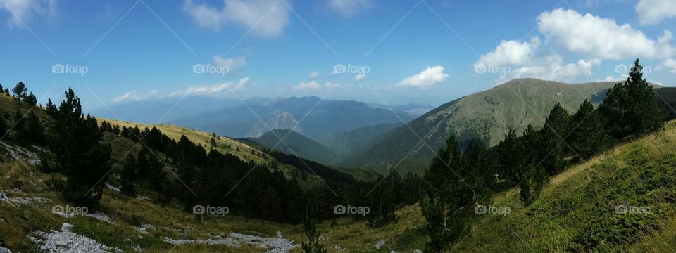 Green trees on the Mountain