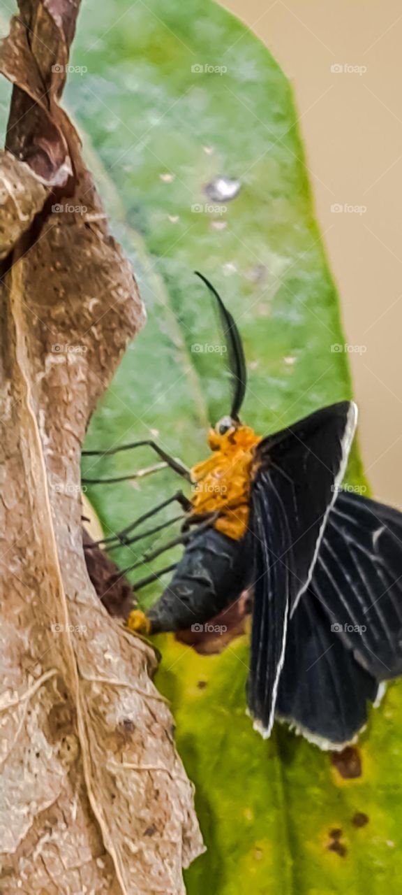 Insect: Moth, Scientific name Melanchroia chephise.
Inseto: Mariposa, Nome Científico Melanchroia chephise.