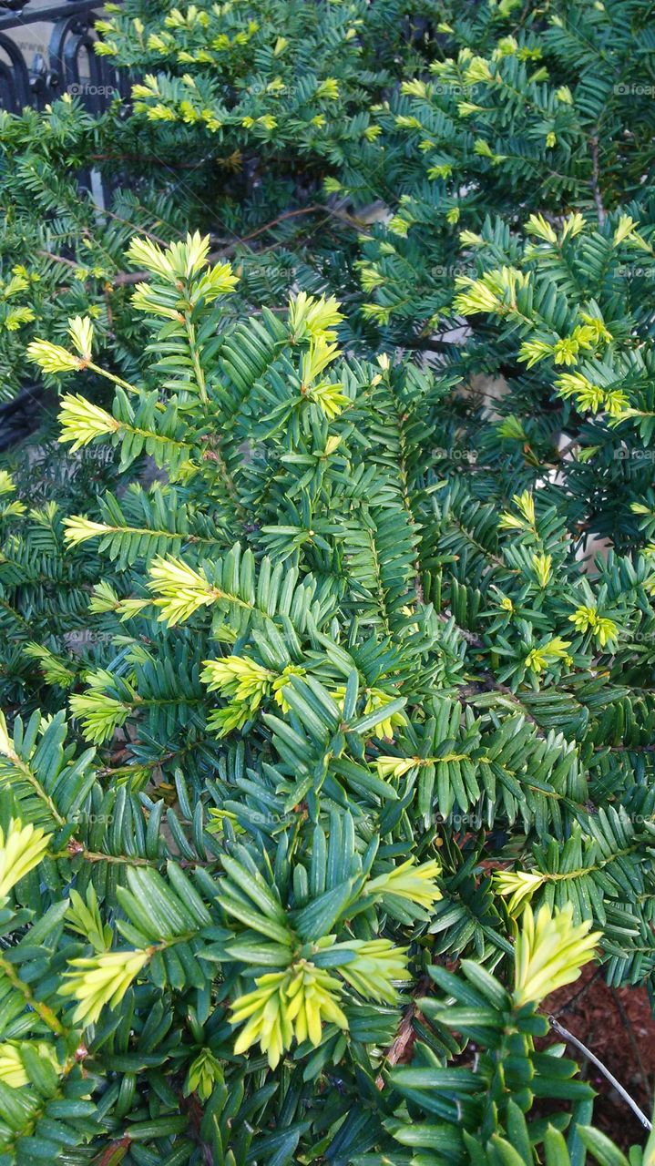 spring. green. fresh