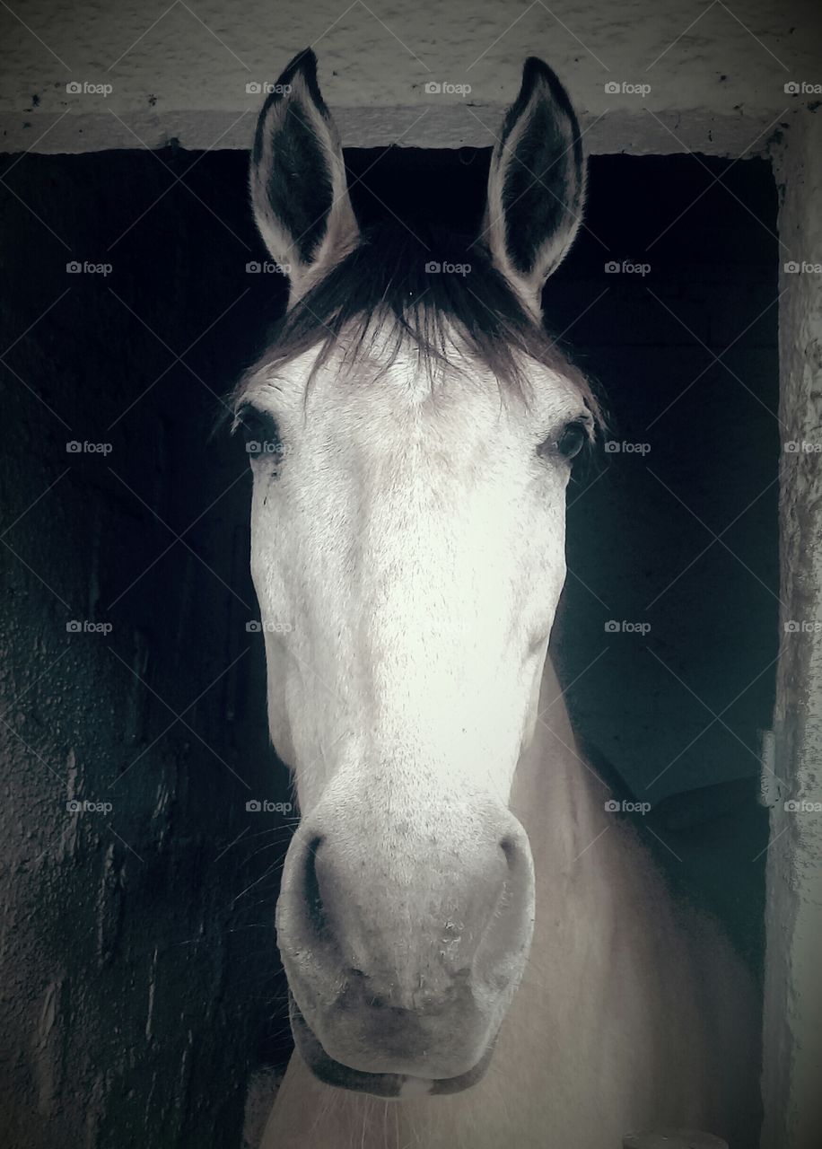 Essa talvez seja a fotografia mais legal que já tirei: o cavalo do meu cunhado ficou de frente a mim, fez pose e... 📸.