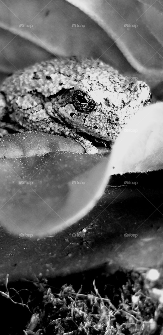 Black and White Frog