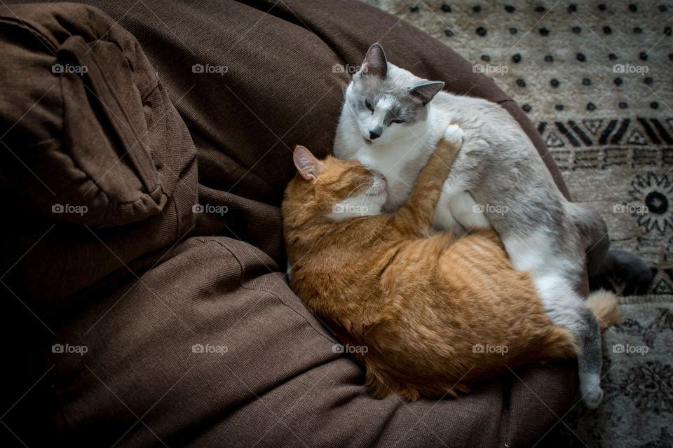 Two cats sleep together