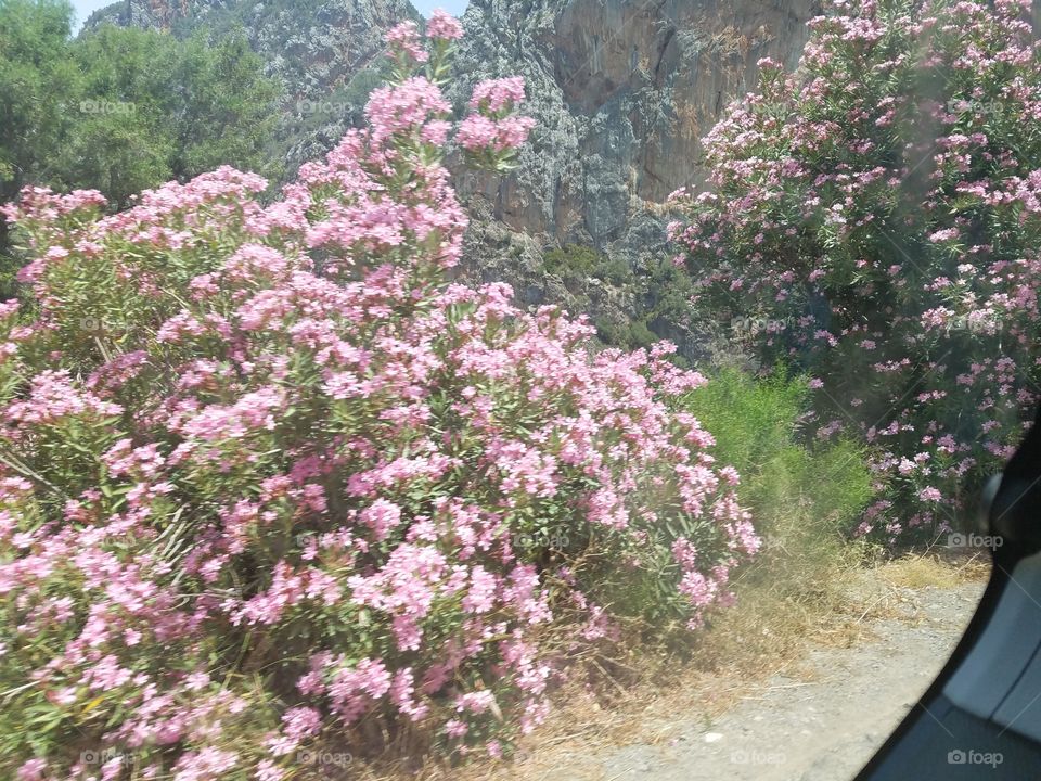 Pink Bushes
