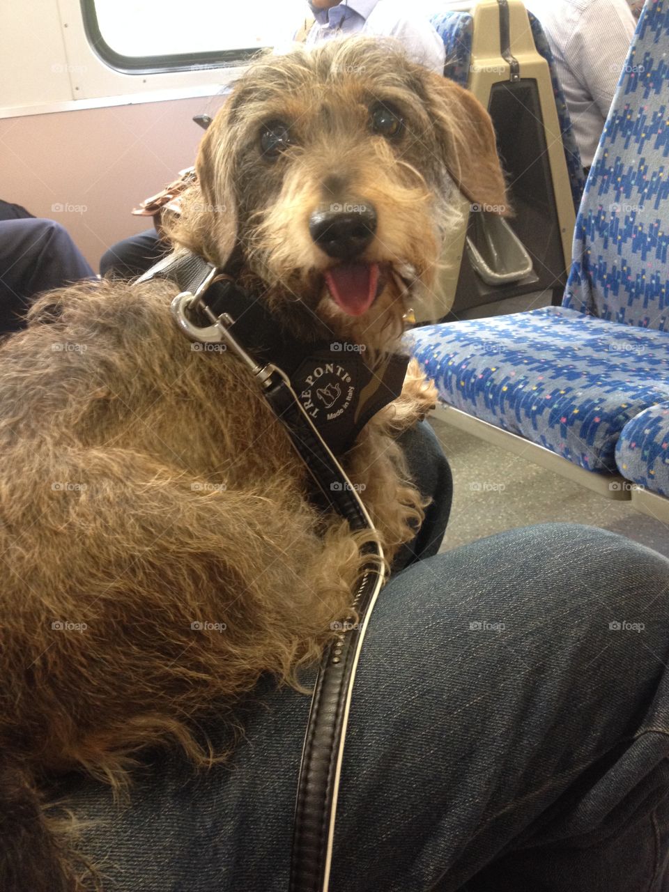 Rocky taking a trip on the train