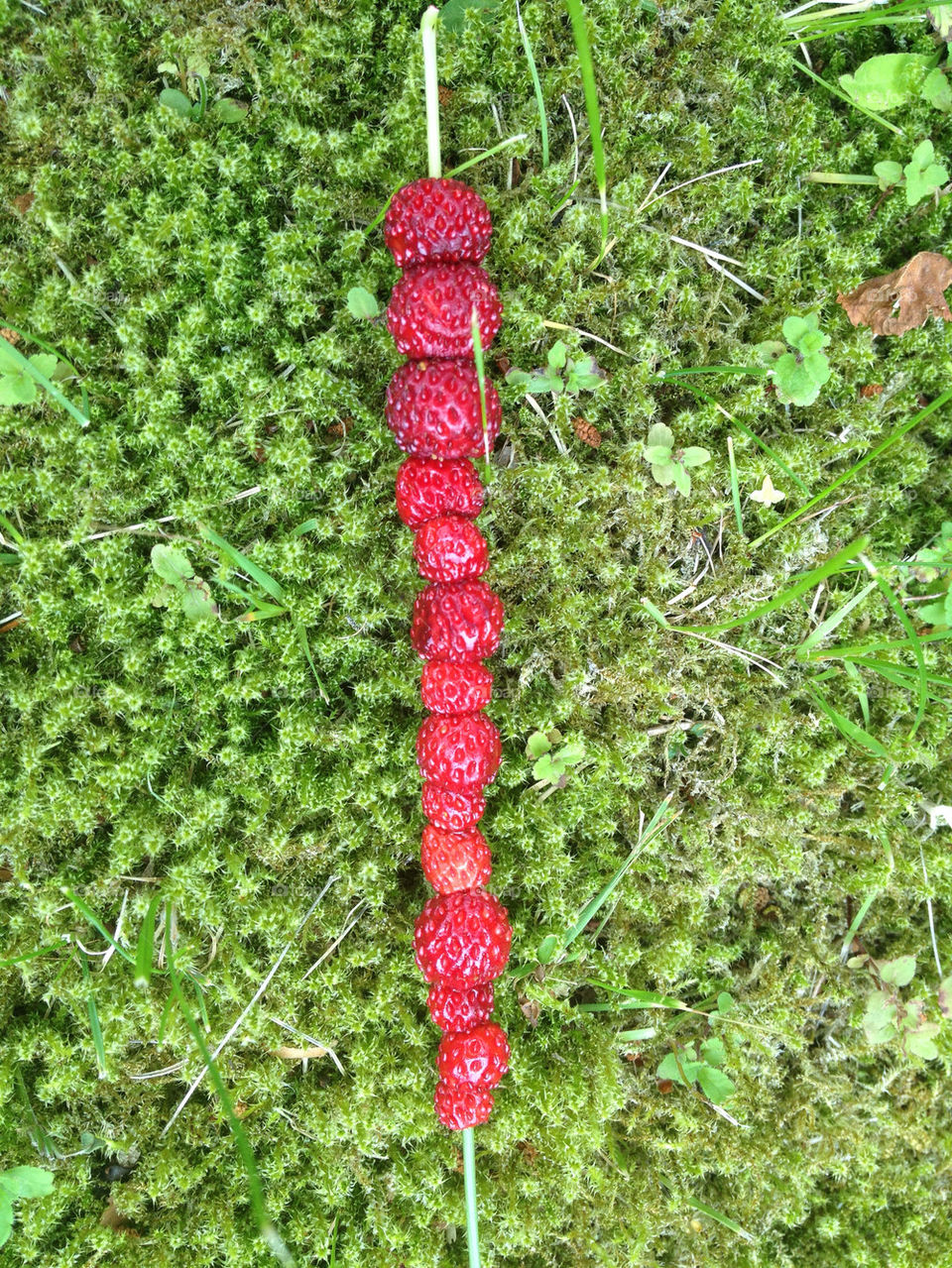 green nature red summer by sandborgskan
