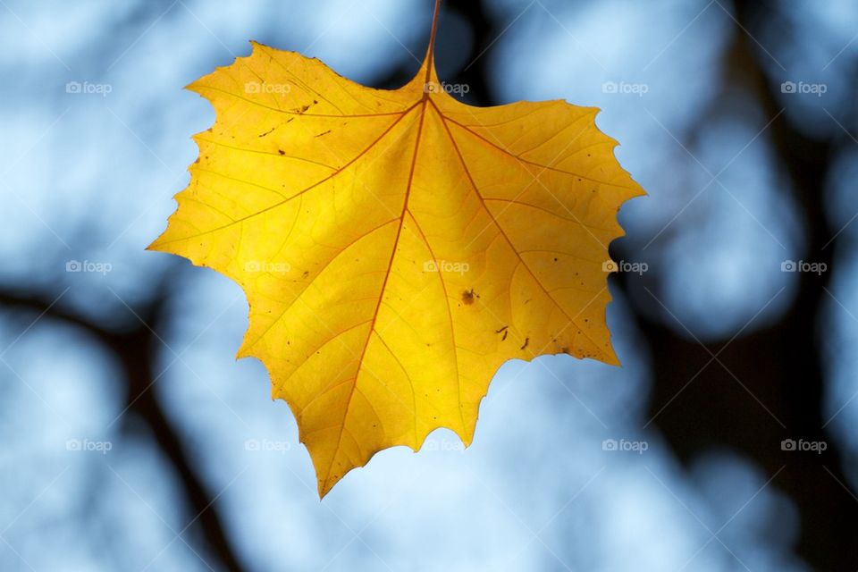 Autumn plane tree leaf