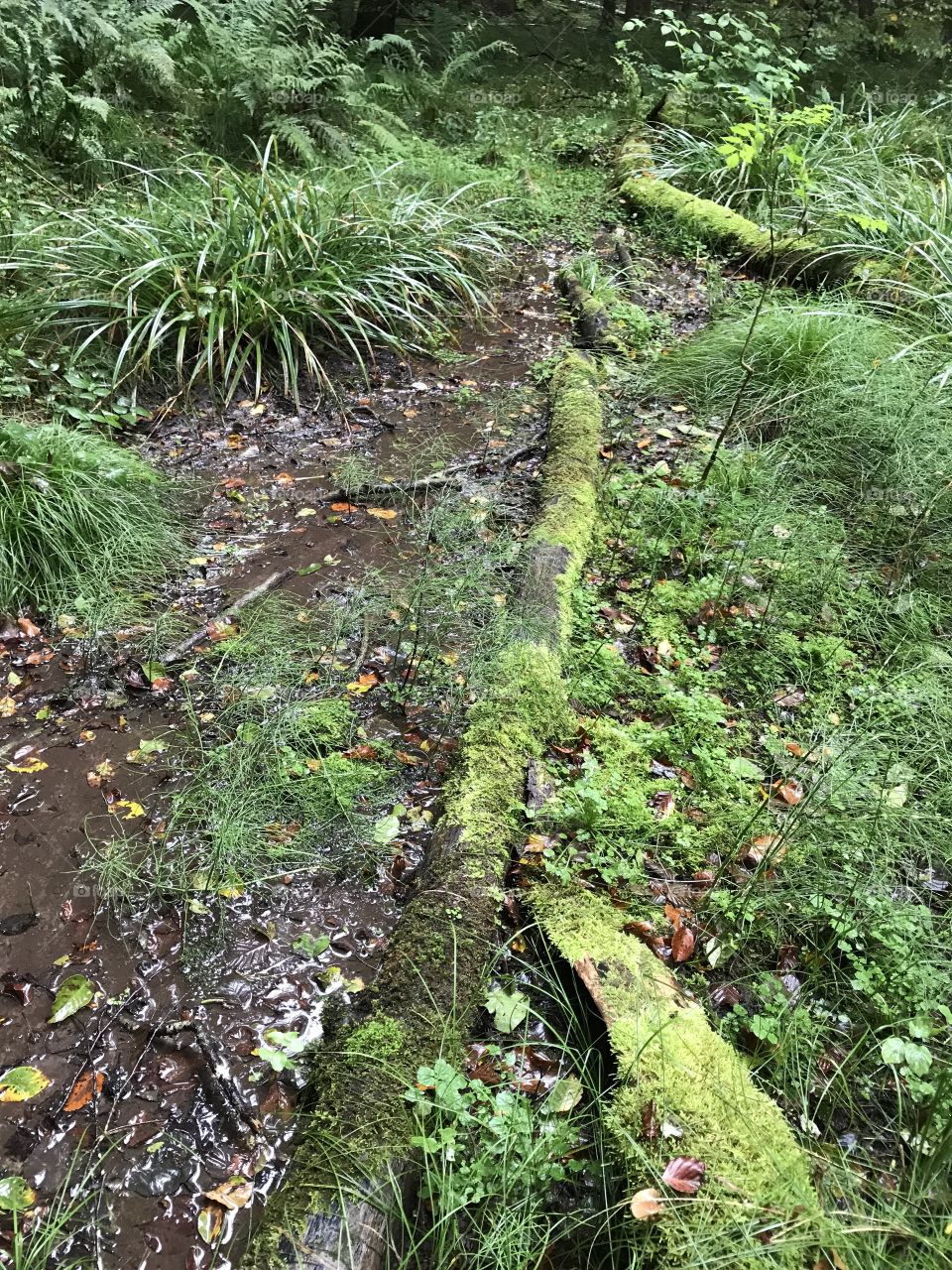 Dägimoos Swiss Forest 