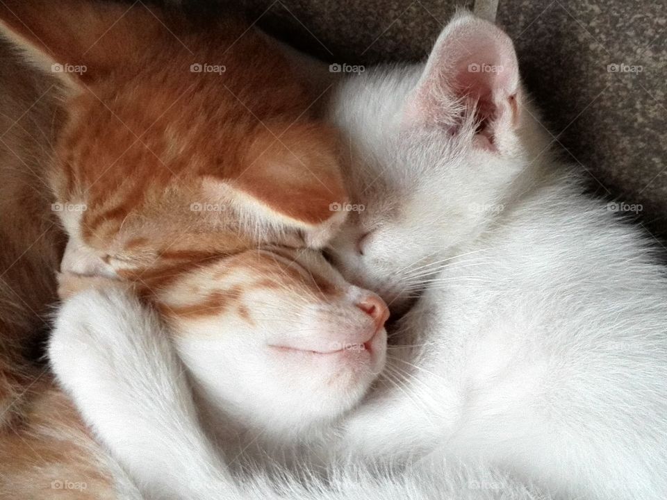 We are the three - napping kittens