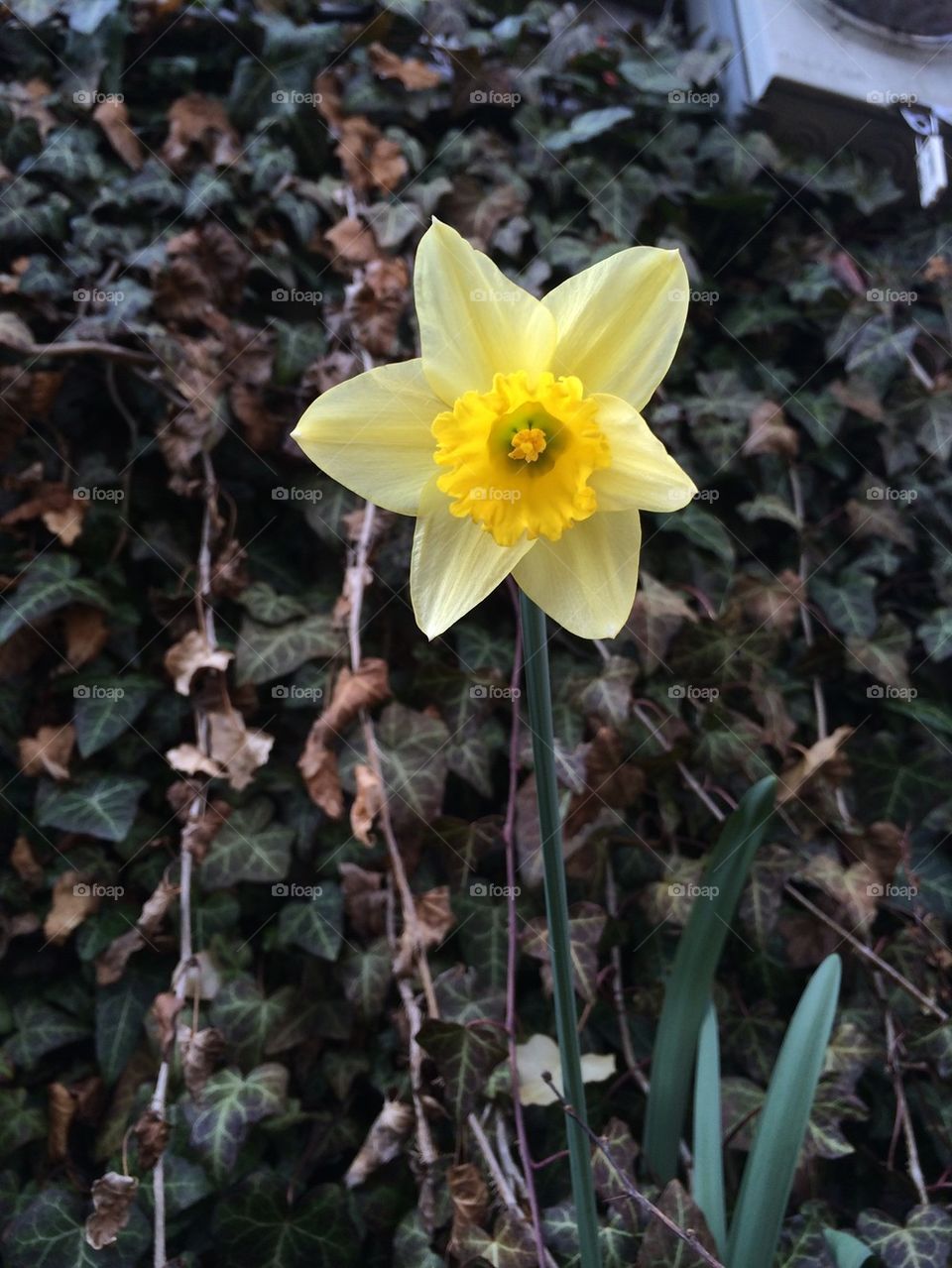 One Lovely Daffodil