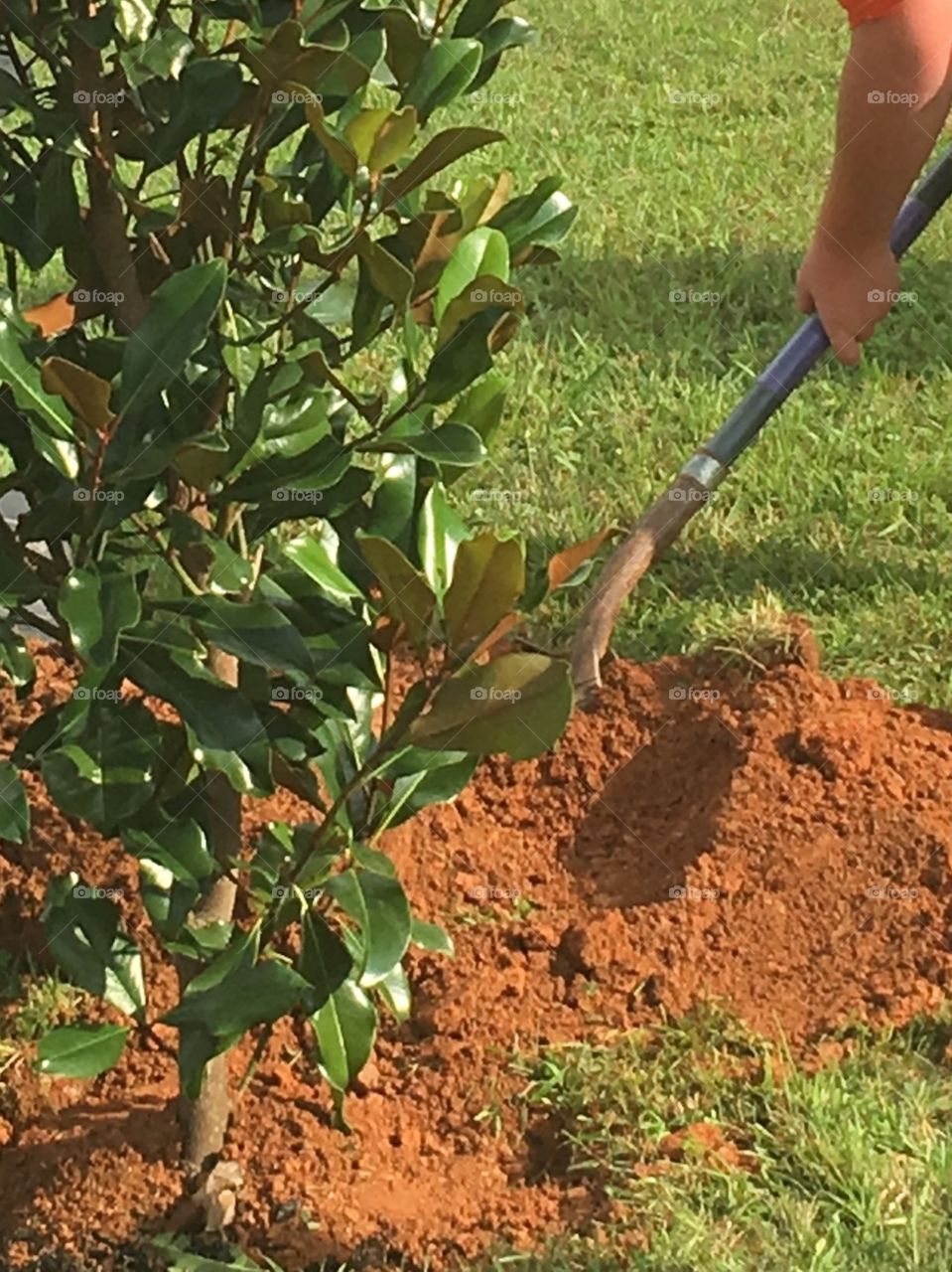 On his Great-Grandmother's 102nd birthday, a magnolia tree was planted for her, and in her honor. 