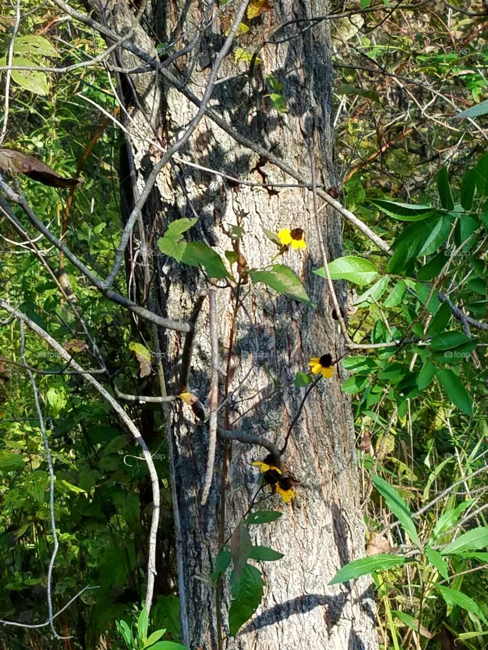 Last of the flowers before winter