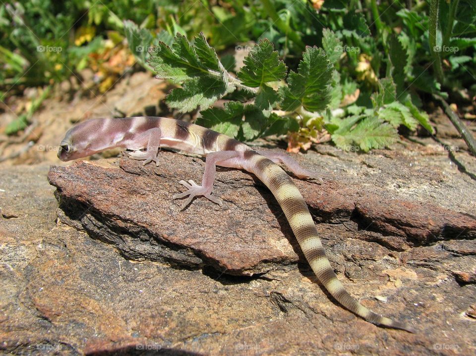 Western banded gecko Riverside County California 