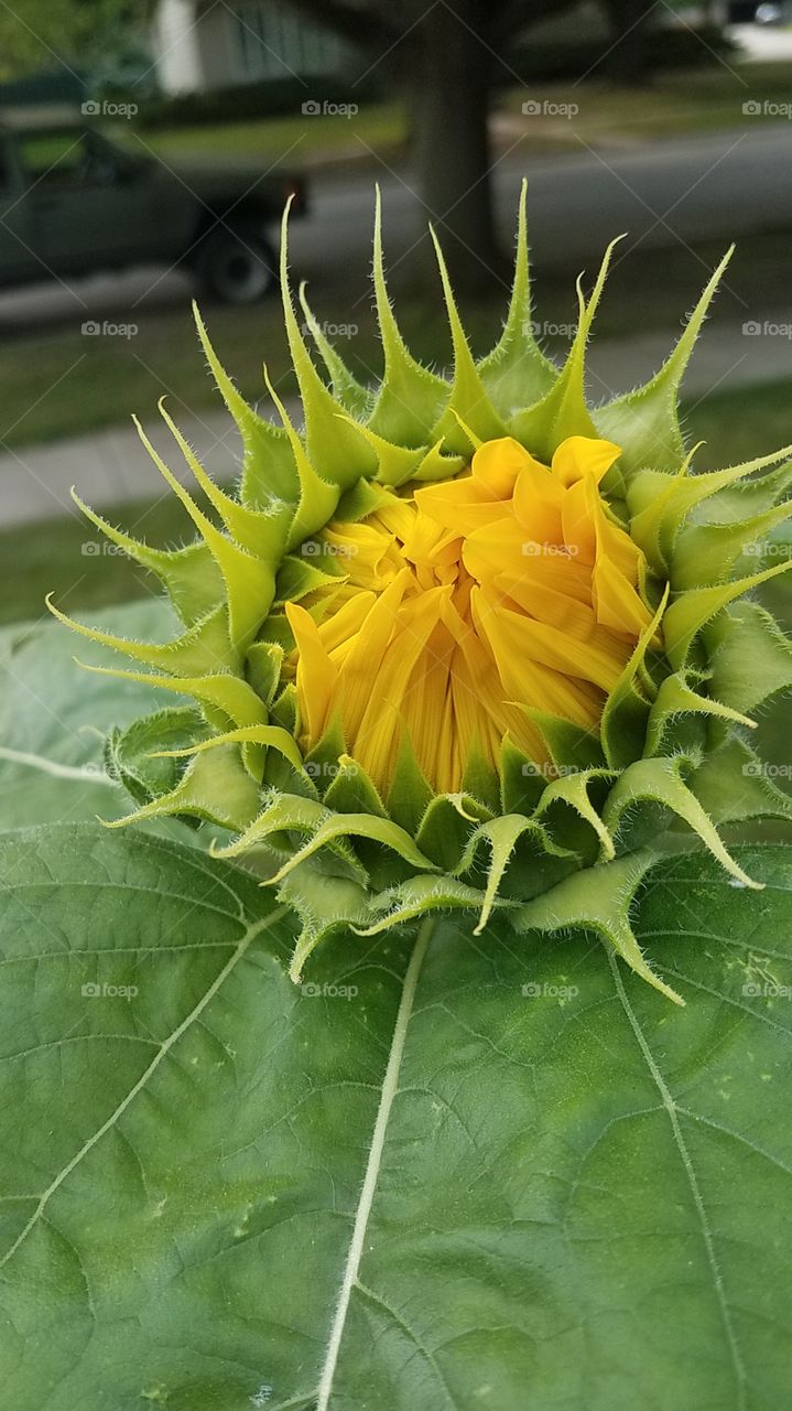 Sunflower bud