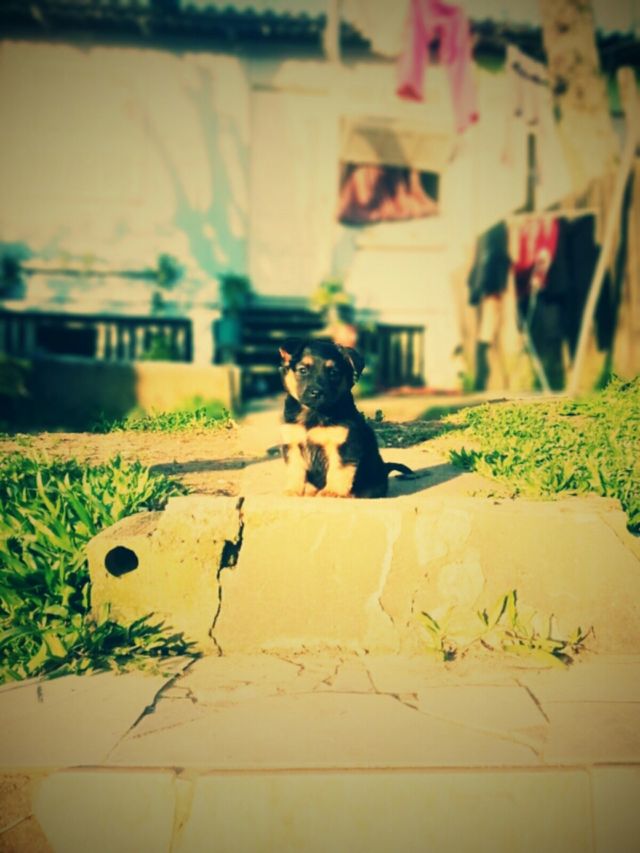 cachorro