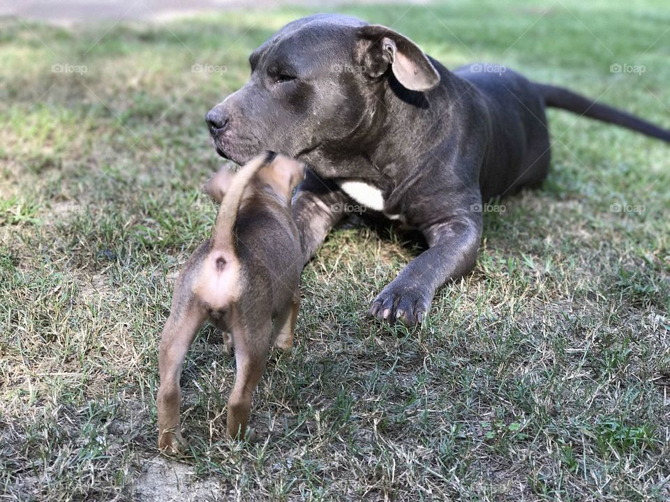 Playful dogs