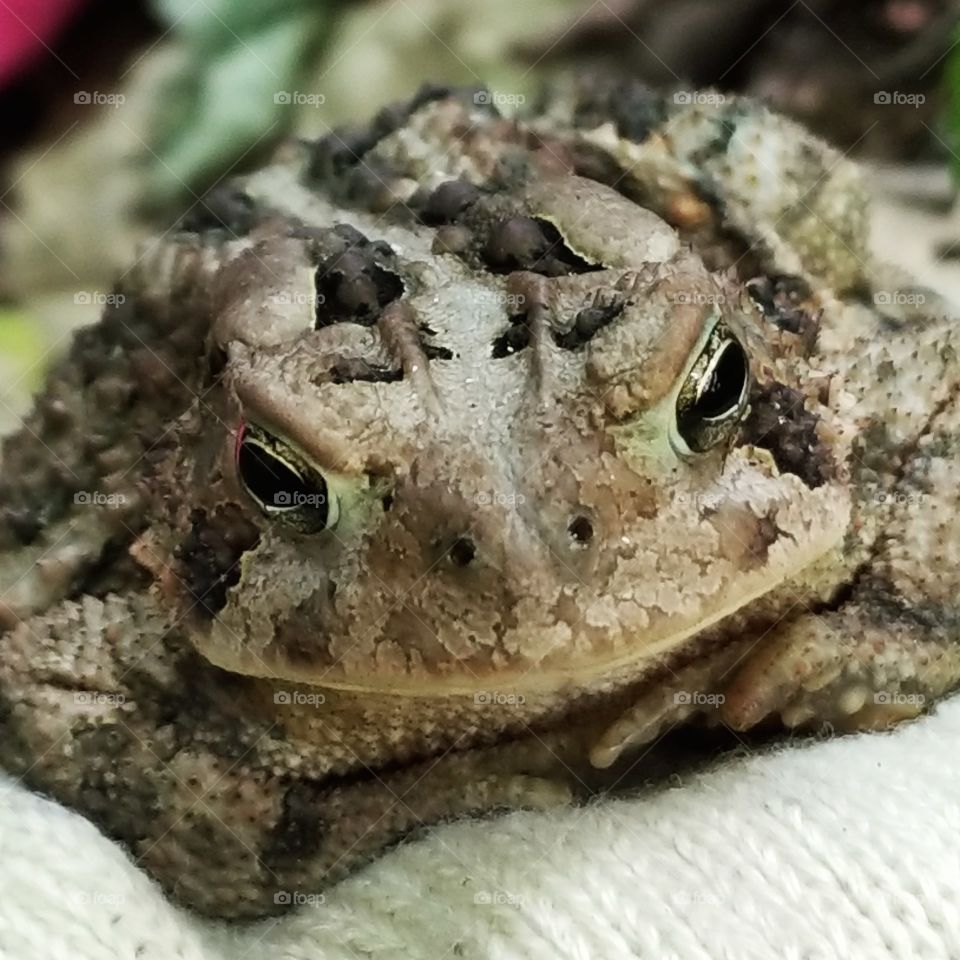 little brown toad
