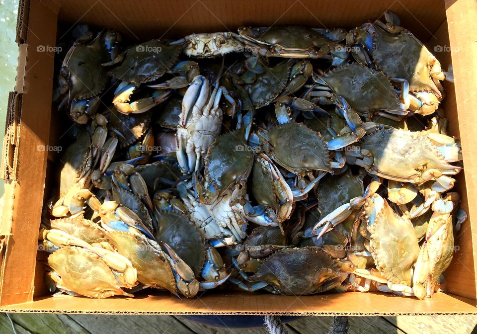 Blue Crab Harvest