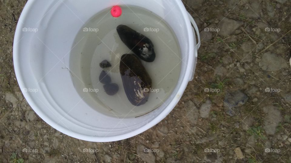 My daughters boyfriend found some fresh water clams in the lake, and snails. I was pretty amazed snails and clams could be found in a lake.