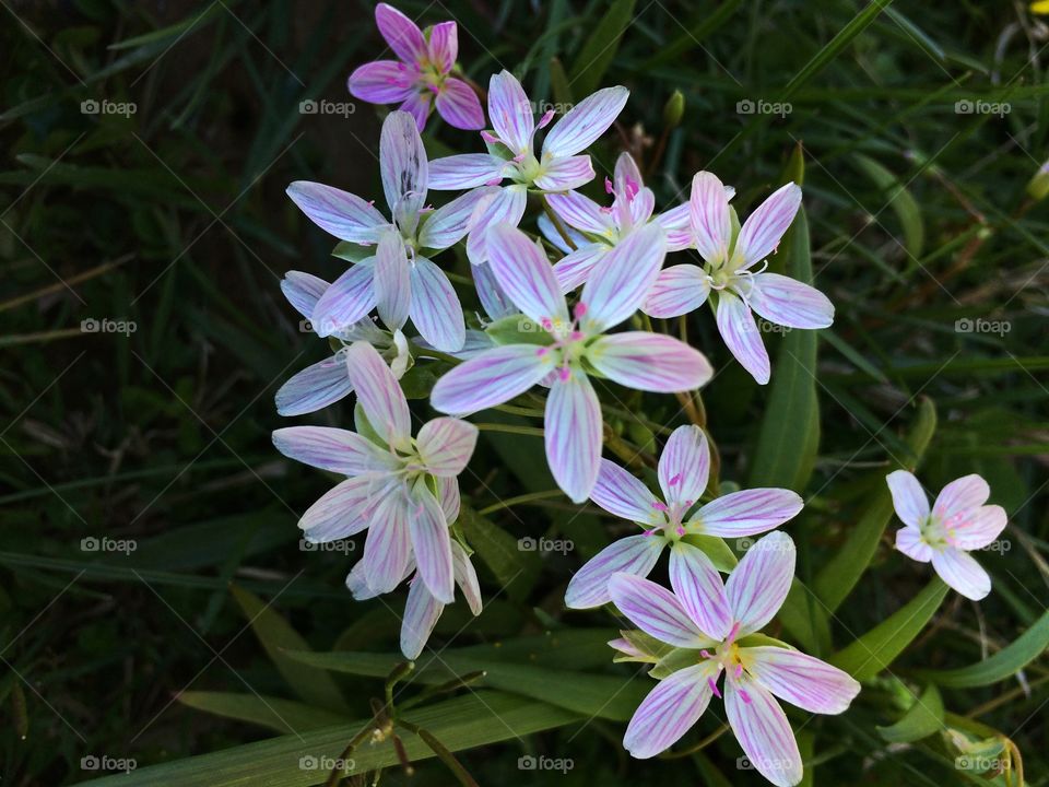 Spring beauty wild flower Ohio 