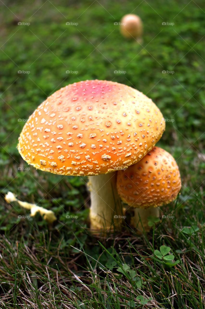 Cute colorful wild mushrooms