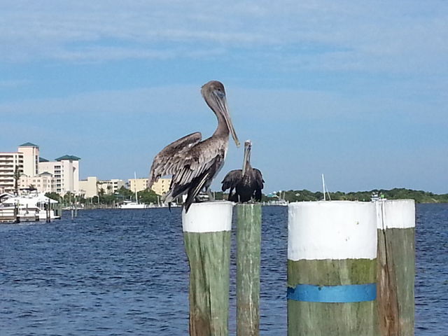 Pelicans