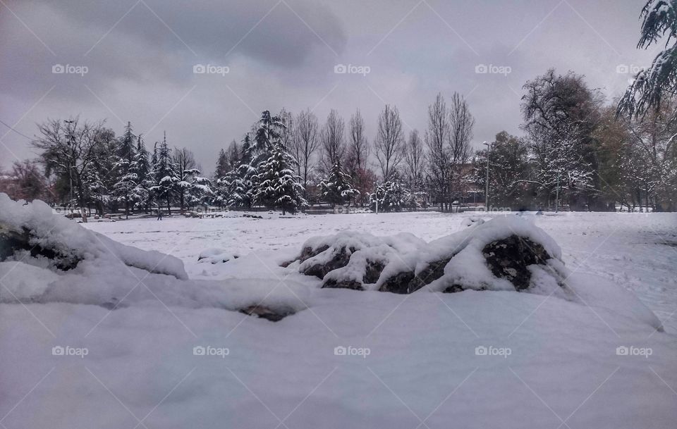 forest on season of winter..