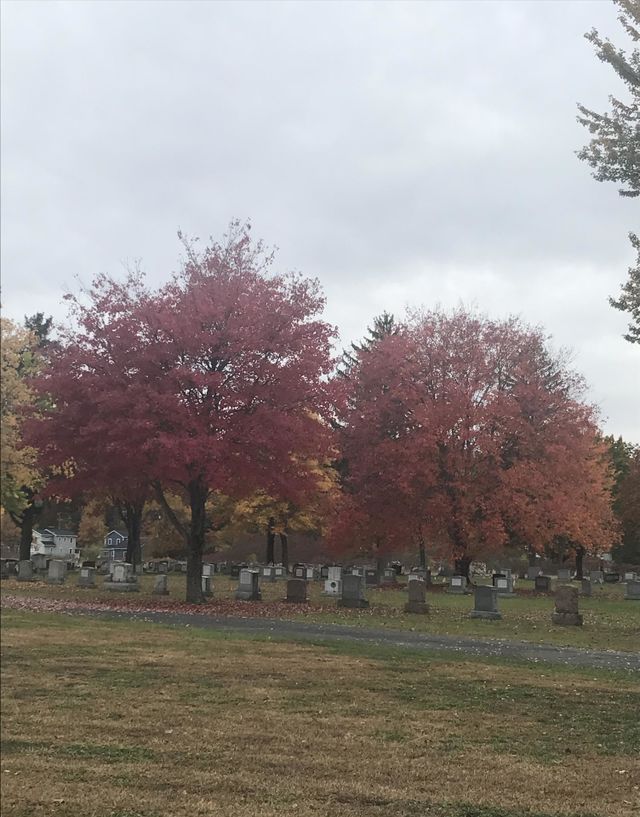 Trees