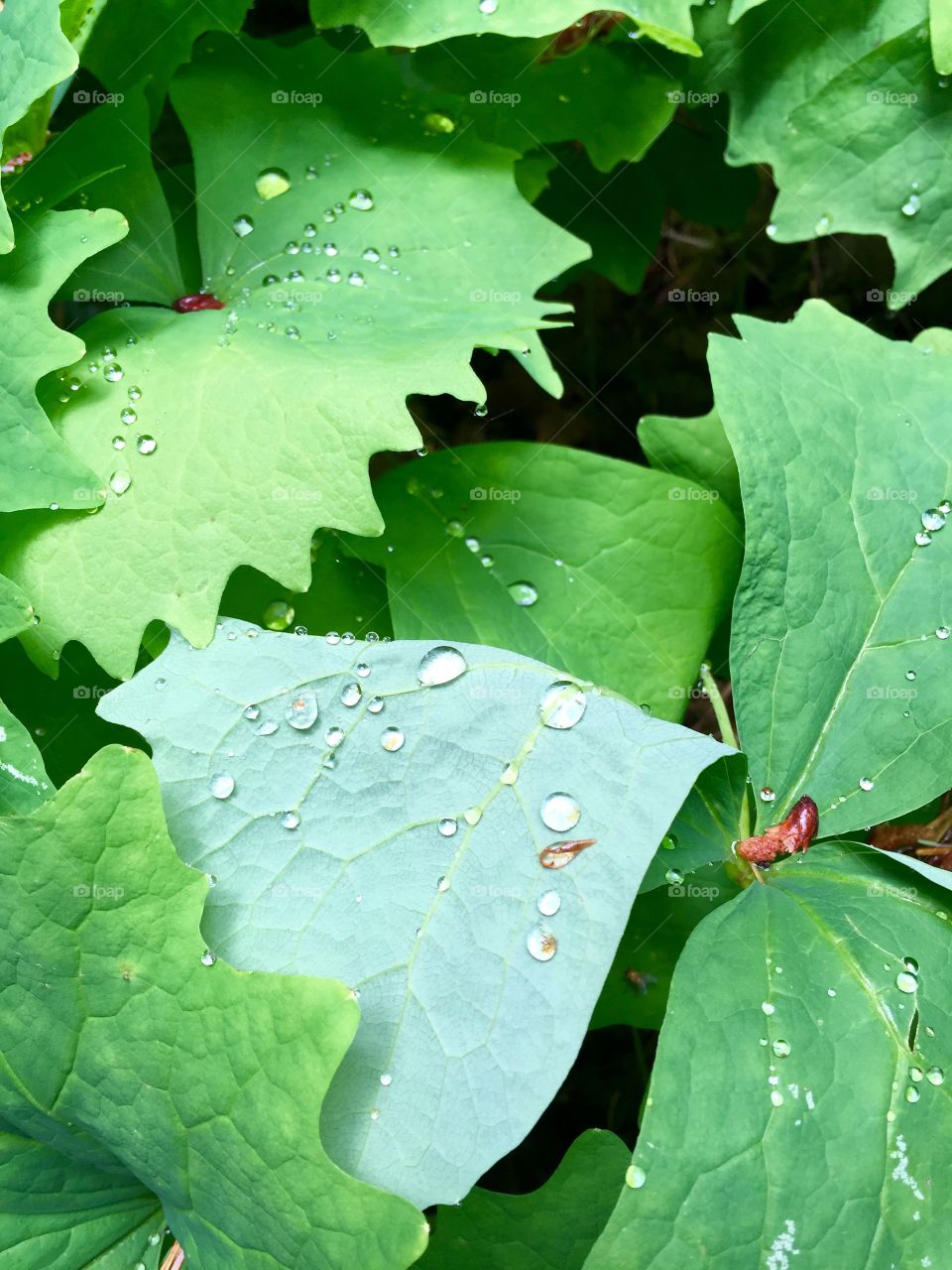 Water droplets on leaf 