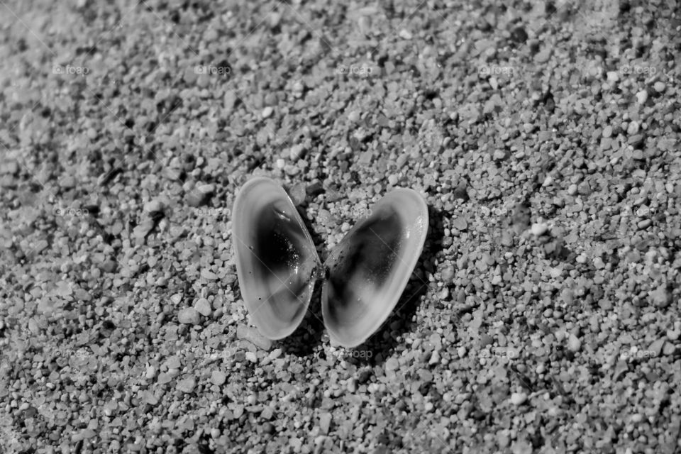 Open shell on the seashore.