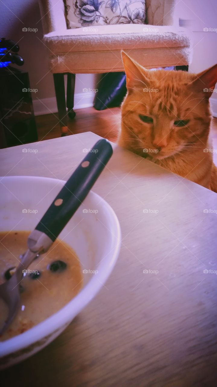 Kitty Wants Oatmeal