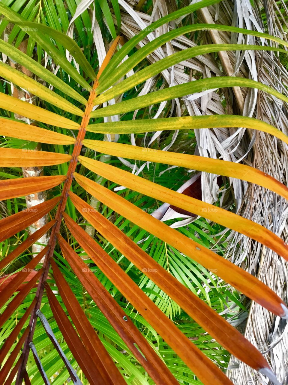 Colorful frond