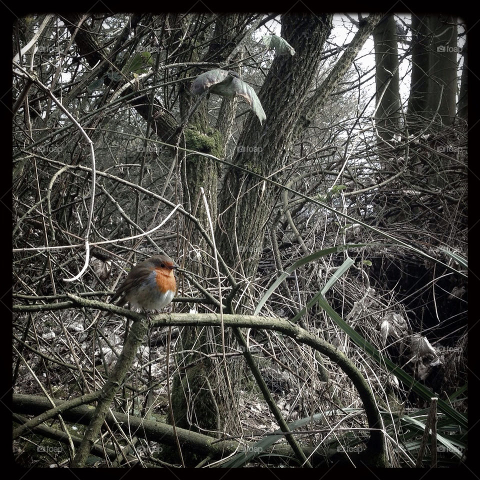 Robin perched at winter's end
