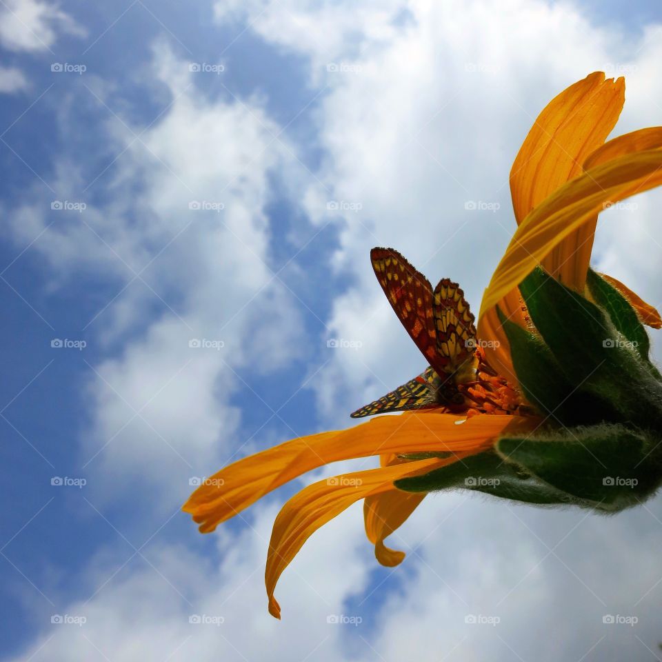 A yellow butterfly landing on a yellow flower 