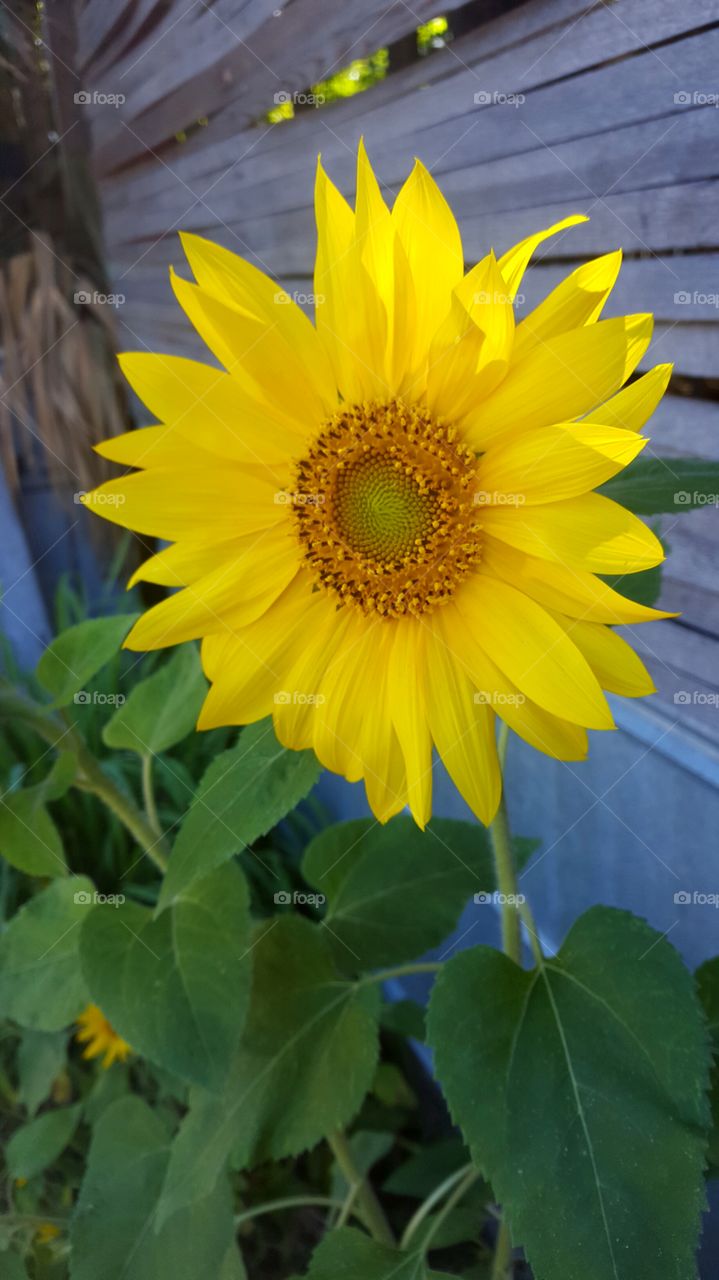 Folly Beach Sunflower