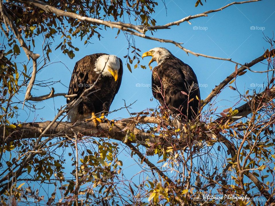 A bald eagle appears to be in a fit of anger as it screams at another one who strikes a conciliatory pose