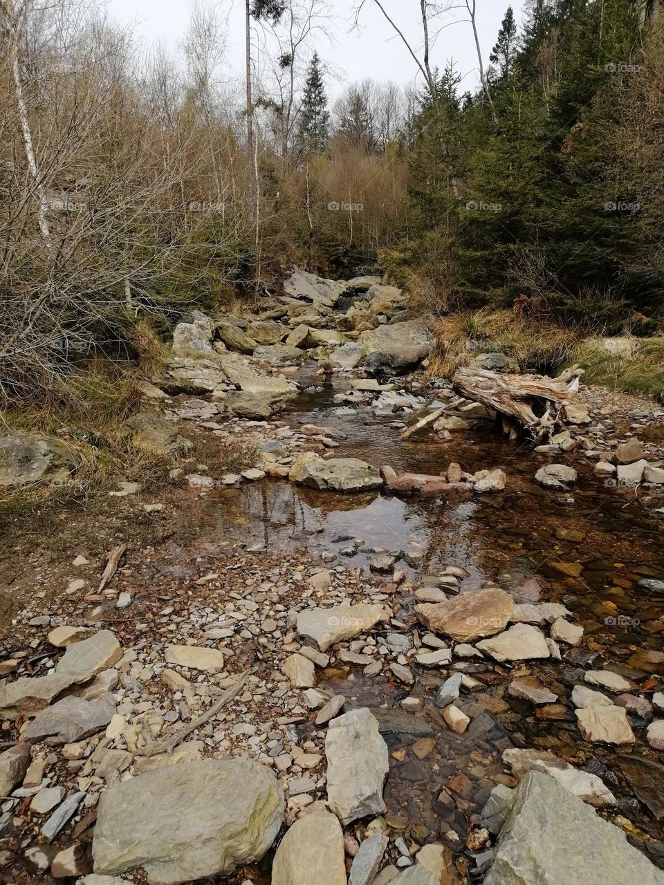 streams, forest, trees