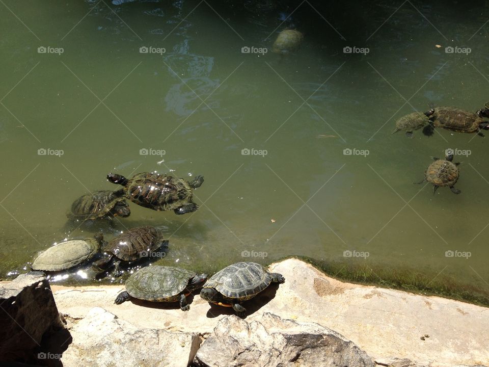 Turtles 🐢 