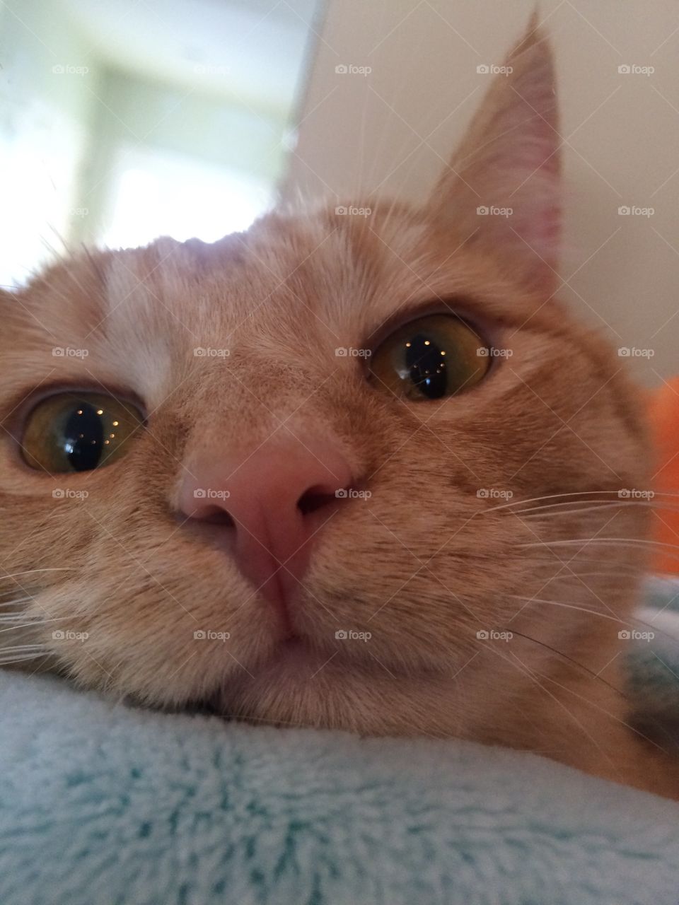 Darling orange tabby cat doing what cats do best...looking adorable in everything he does!! 