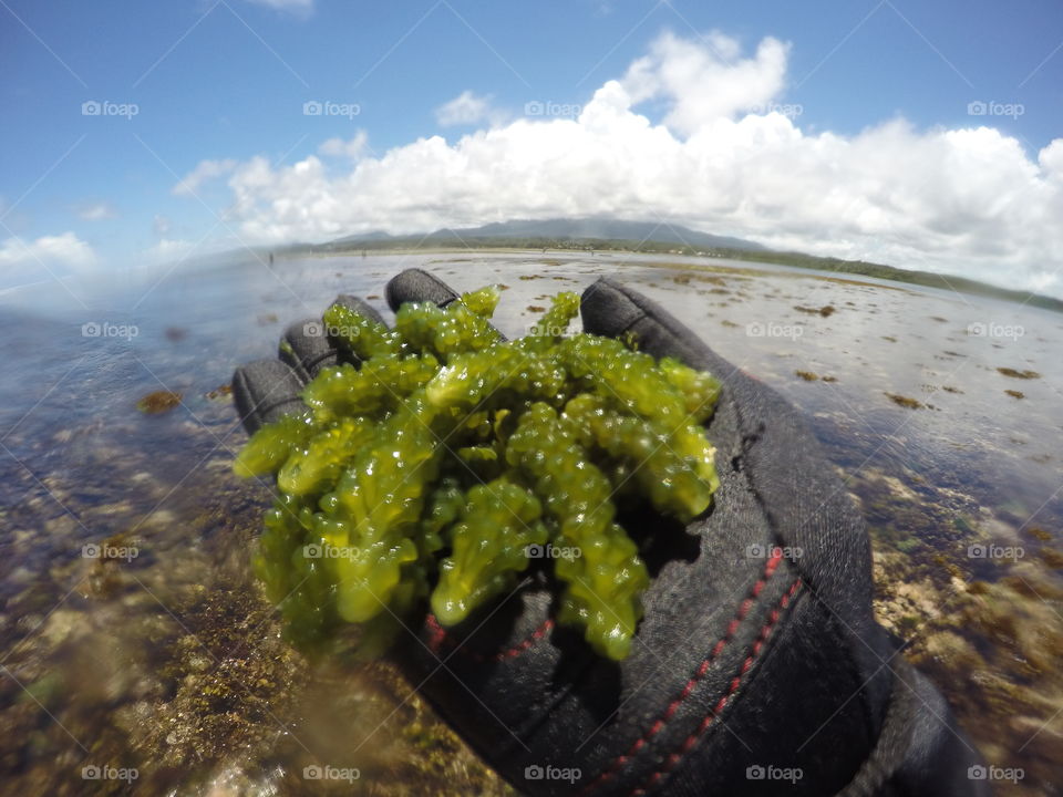 Seaweed |  Lato