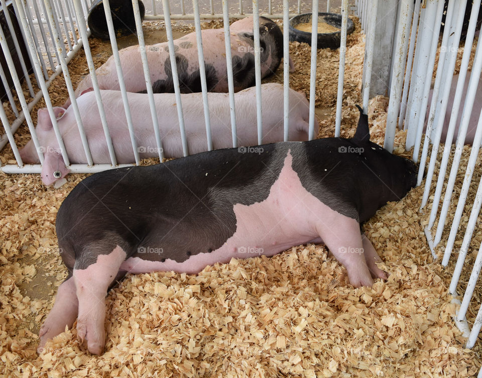 Pig resting at the county fair