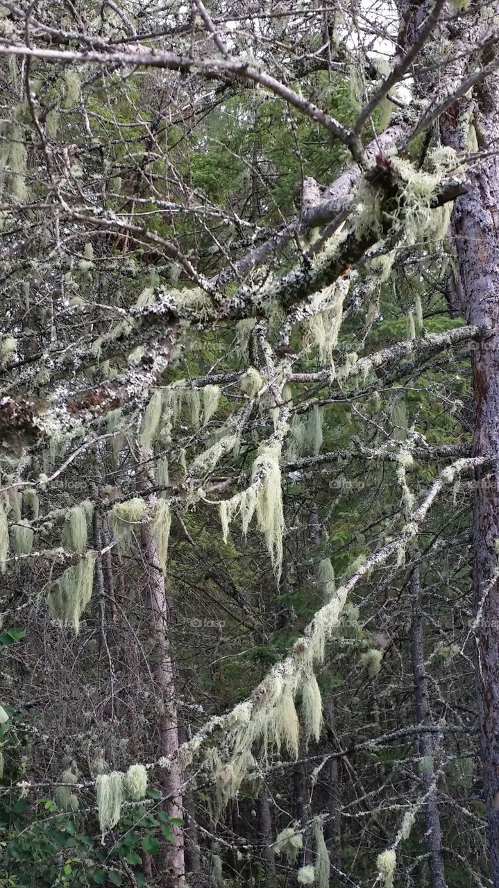 Trees with moss in a forest