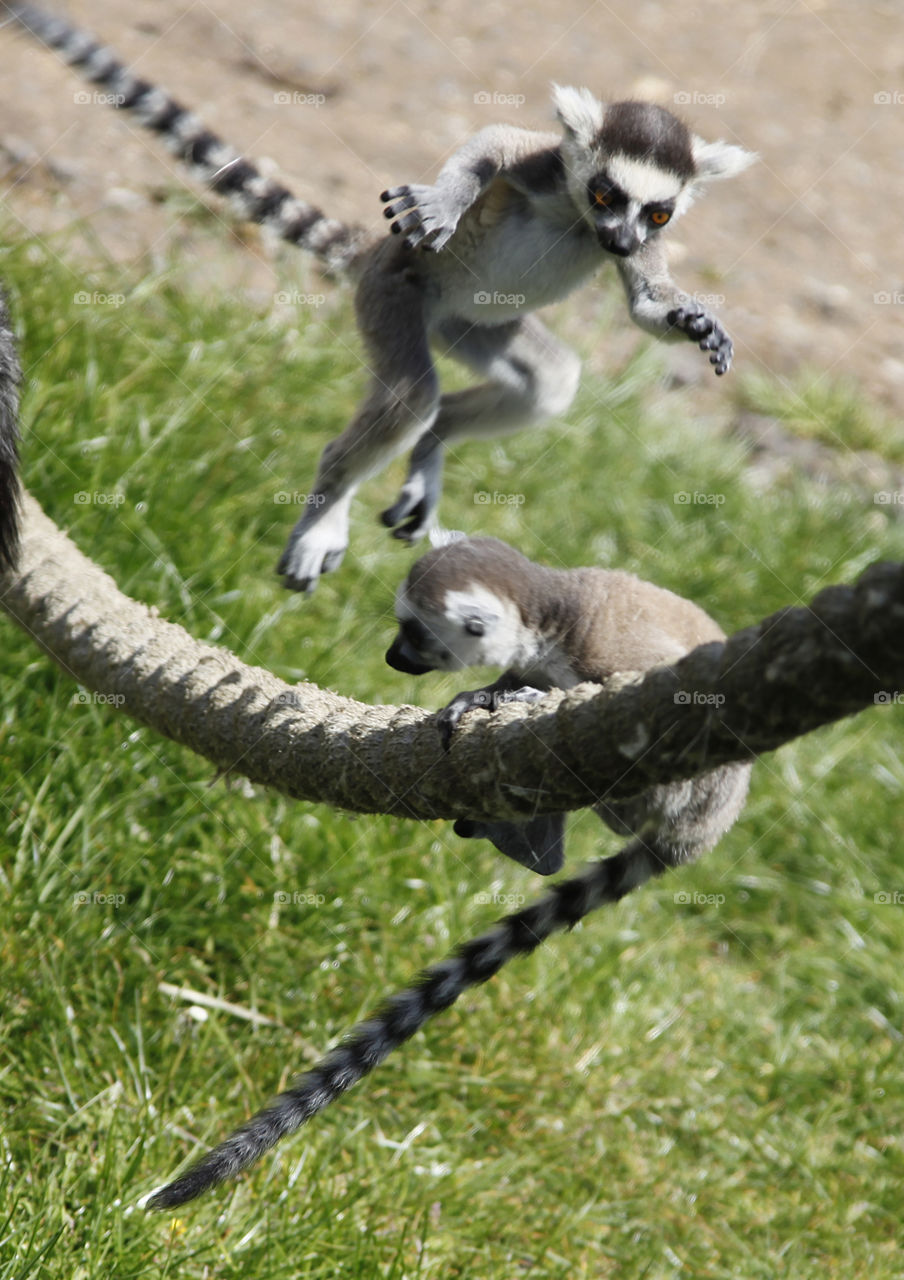 Lemurs playing 