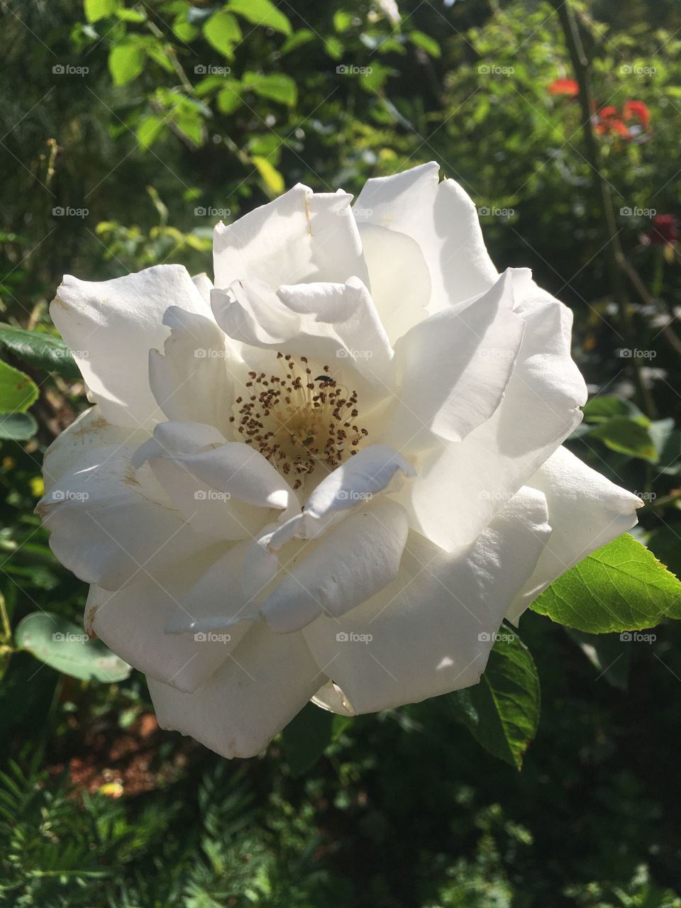 🌹 🇺🇸 Very beautiful flowers to brighten our day.  Live nature and its beauty. Did you like the delicate petals? / 🇧🇷 Flores muito bonitas para alegrar nosso dia. Viva a natureza e sua beleza. Gostaram das pétalas delicadas? 