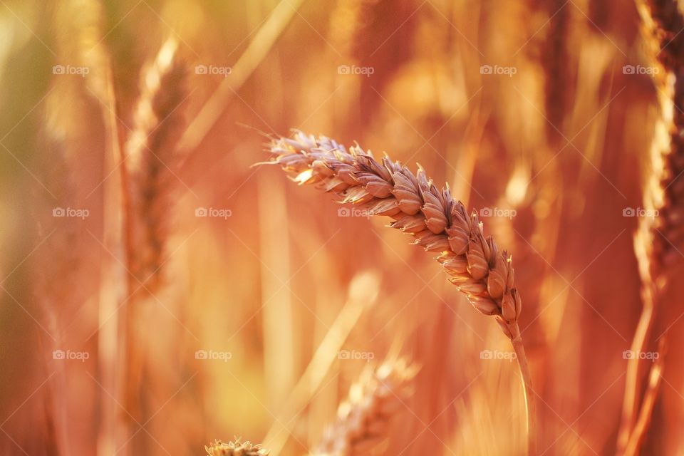 Burning Crops. A field of wheat burning with an orange tinge.